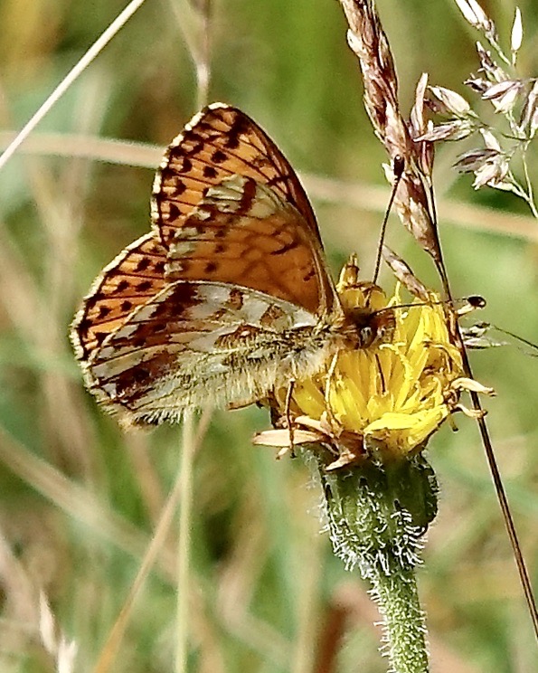 Shepherd's fritillary
